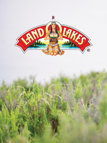 Land O'Lakes Land O'Lakes | THE CREATIVE BEAST